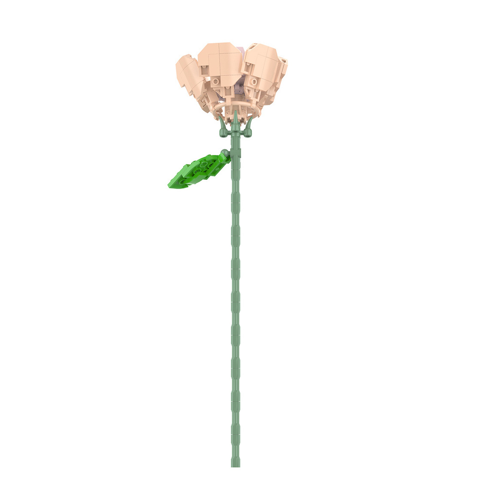 JK26381 洋桔梗（香檳橘）